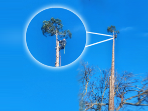 Tree Removal
